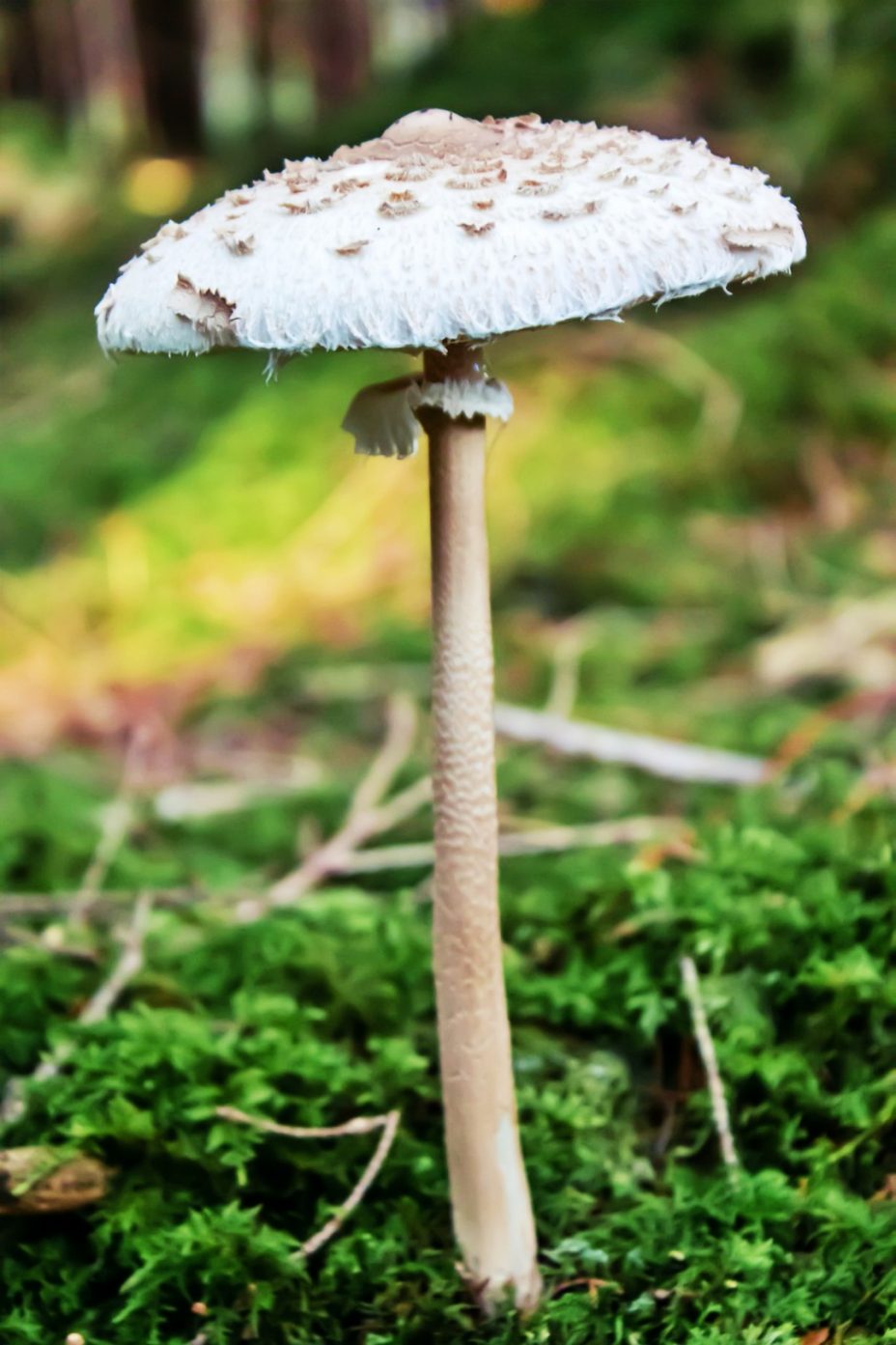 Parasol Pilz Erkennen Und Zubereiten STAY WILD OUTDOOR